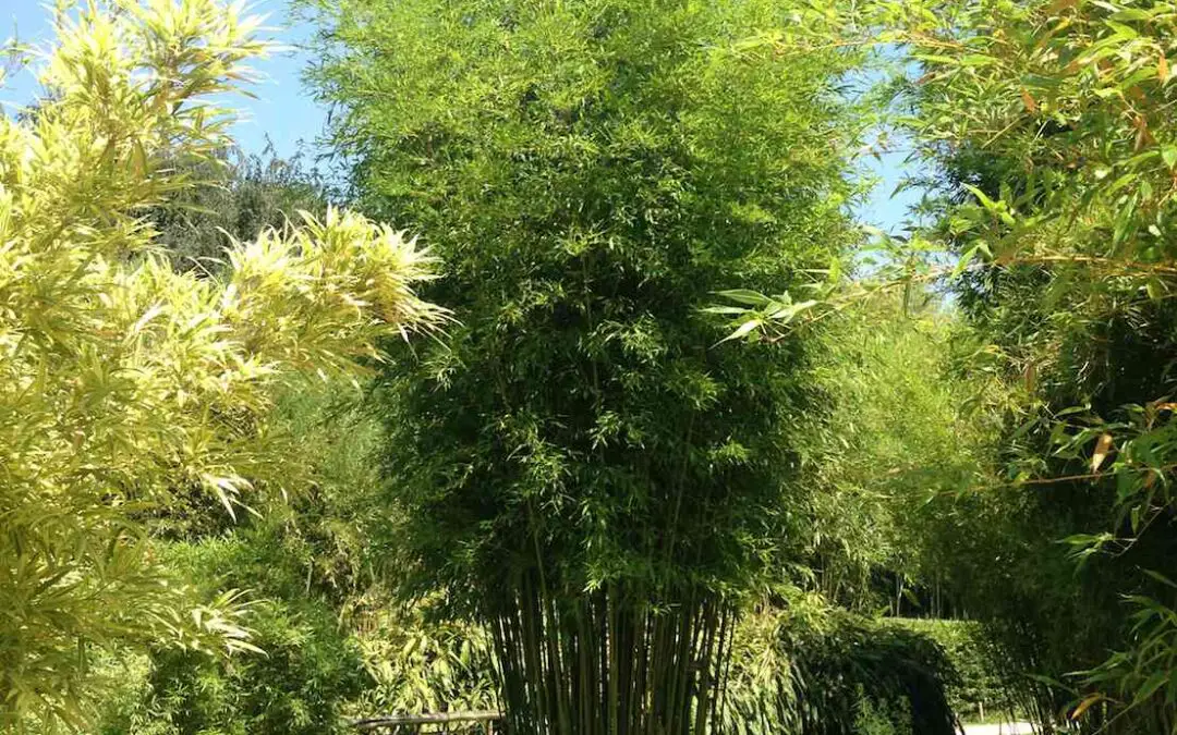 Clumping bamboo type