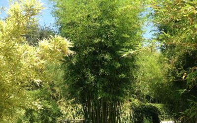 Best clumping bamboos: Never run again