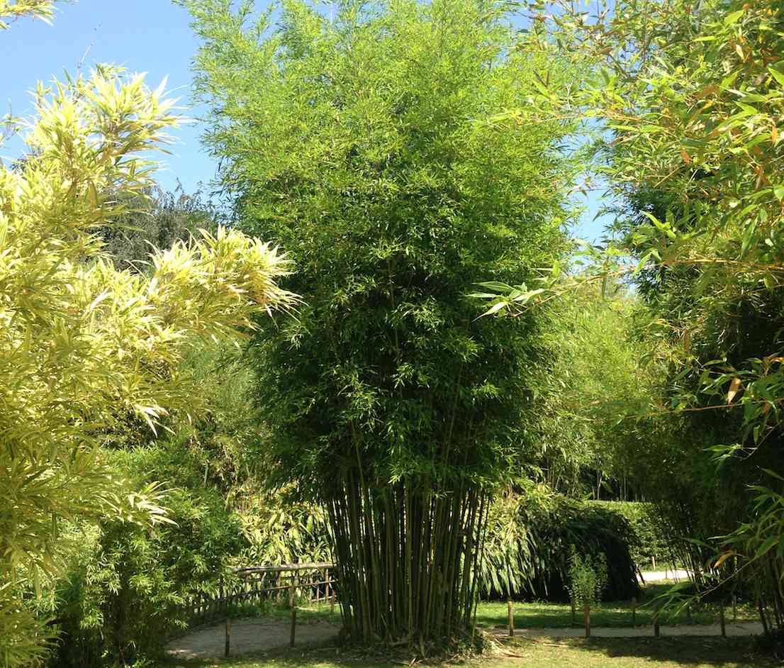 Clumping bamboo type