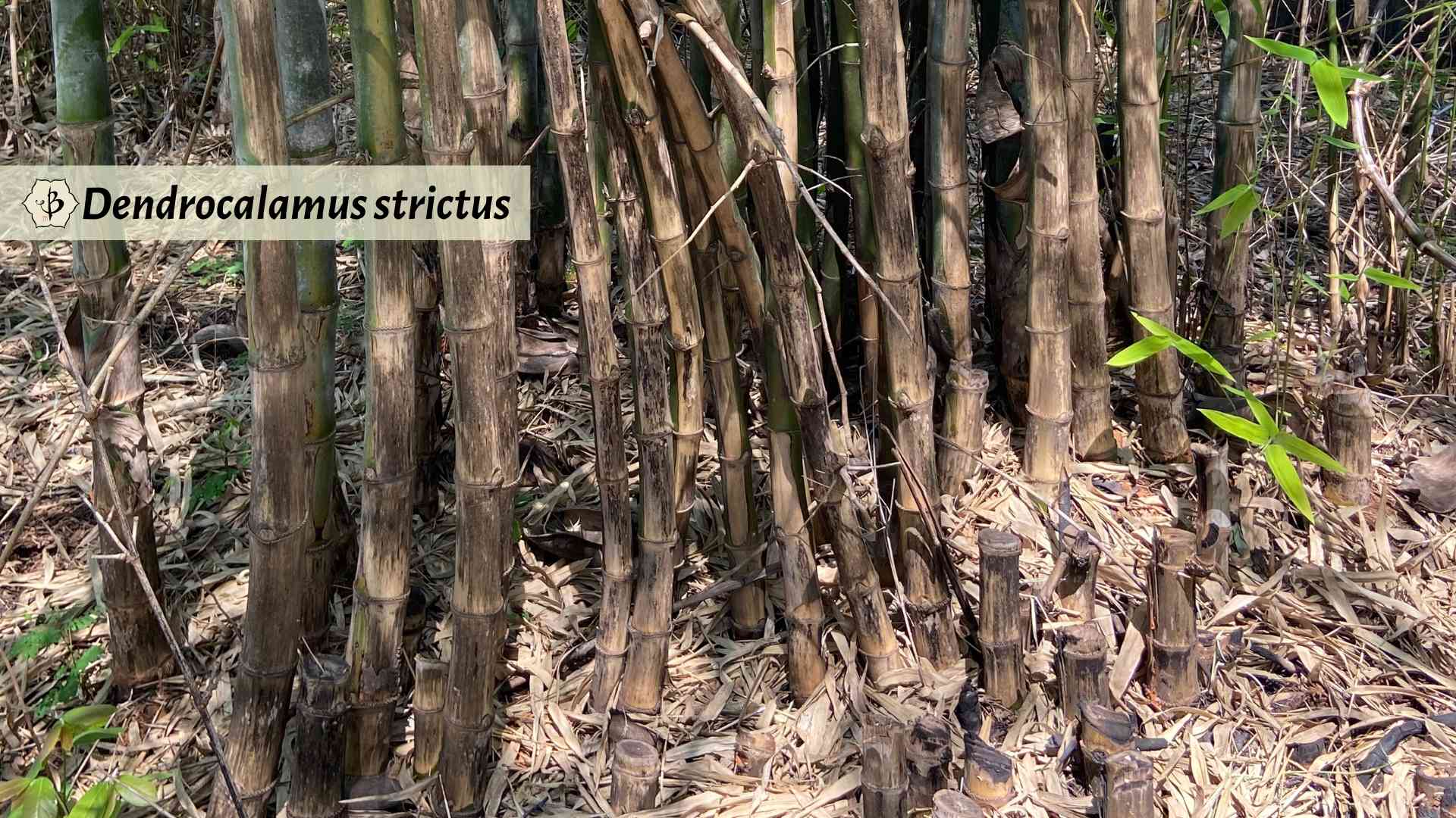 Dendrocalamus strictus clump Mozambique