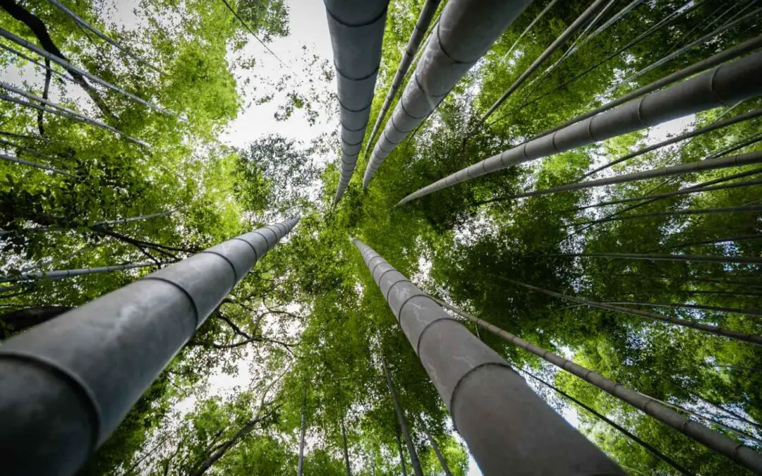 Giant timber bamboo