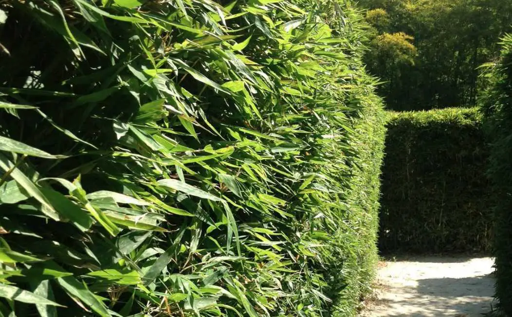 Bamboo hedge or screen