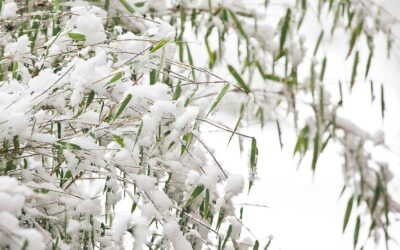 Where to find bamboo in Canada