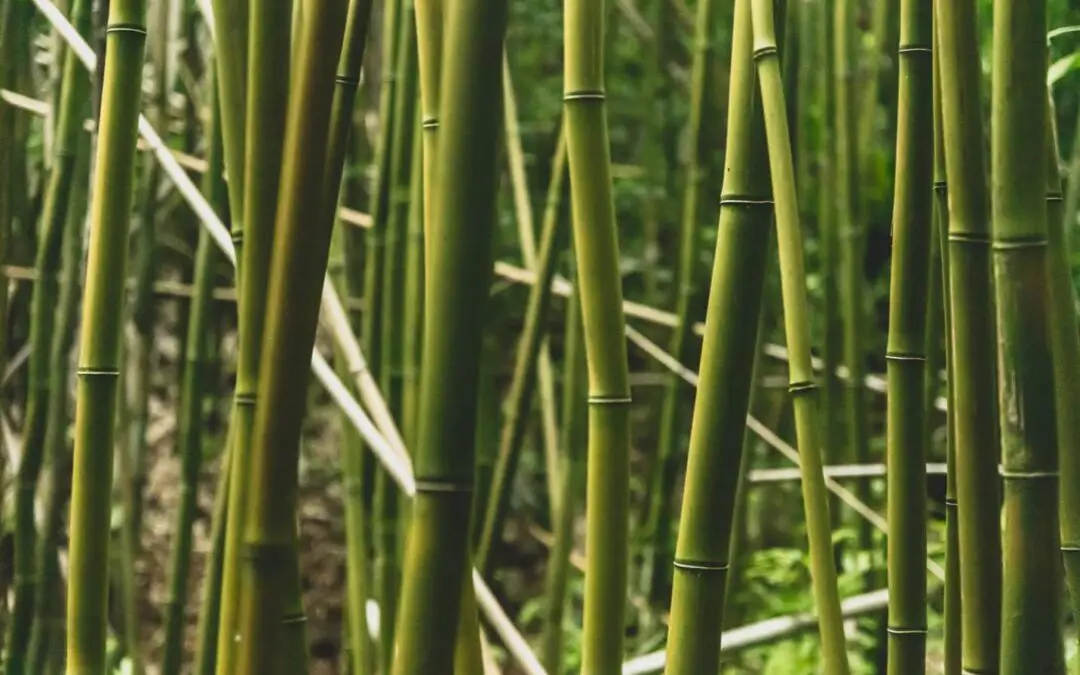 Bamboo with the longest internodes