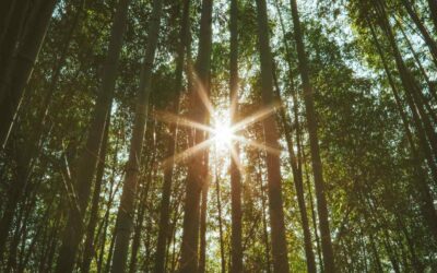 9 Reasons why bamboo is a more sustainable alternative