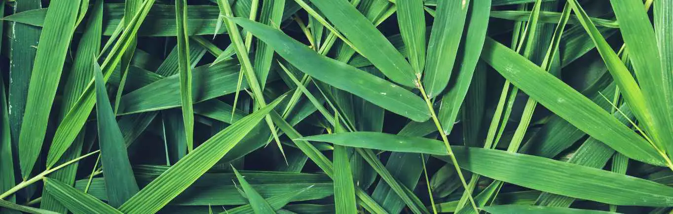 Bamboo leaf banner