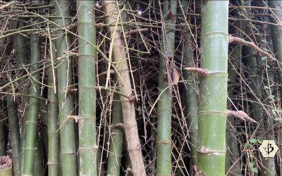 Help Me, Wabi Sabi, You’re My Only Hope