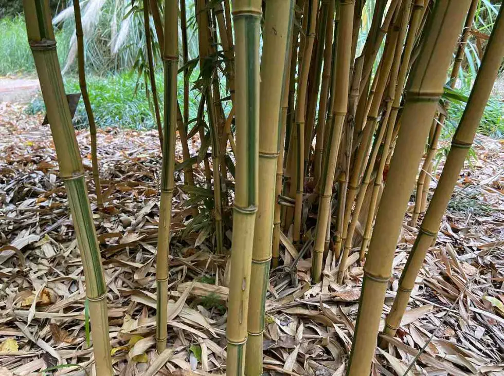 Best varieties of bamboo for a hedge or screen - Bambu Batu