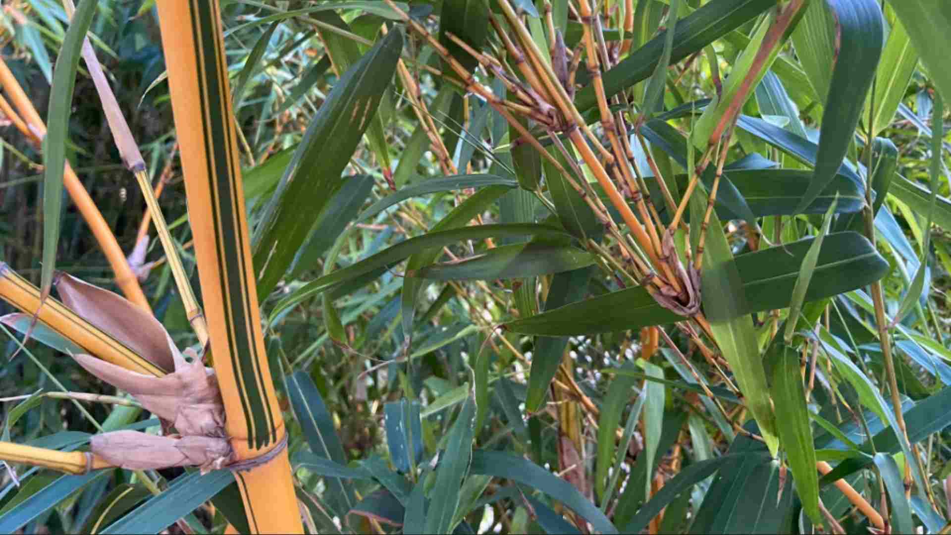 Bambusa vulgaris Vittata painted bamboo