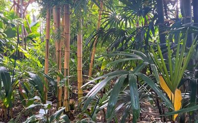 Common Bamboo: Frequent and familiar species