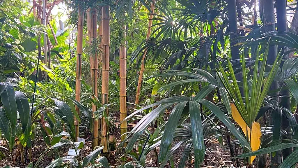 Common Bamboo Bambusa vulgaris