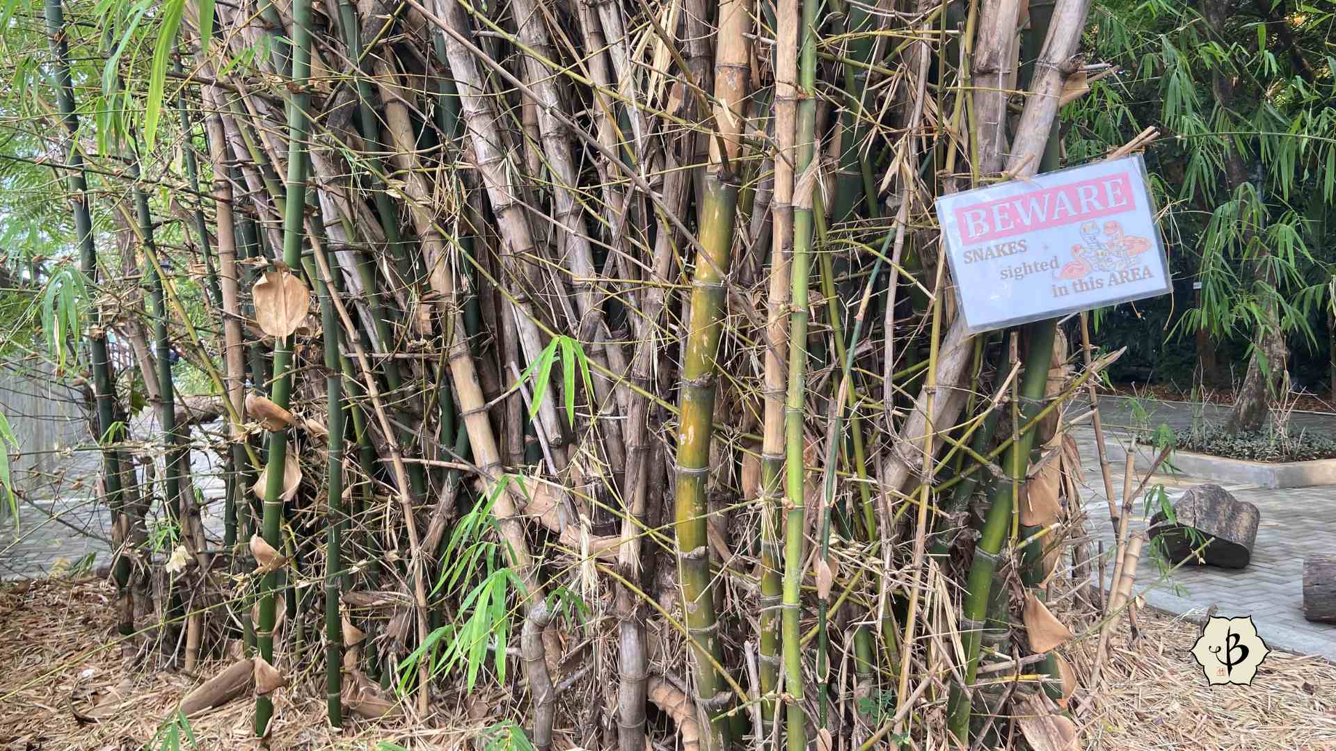 Dangerous bamboo Bambusa blumeana with snakes