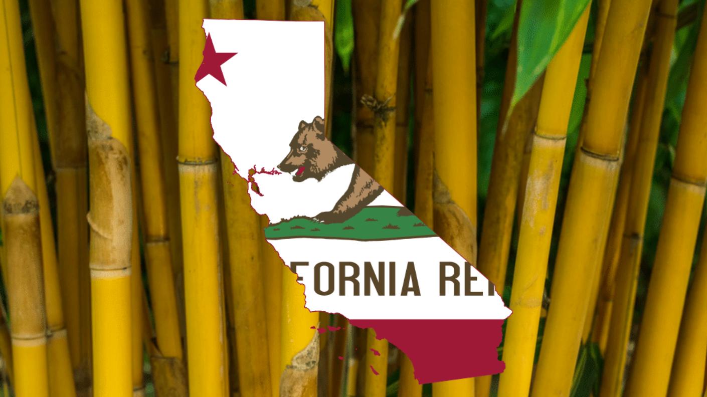 Finding bamboo in California