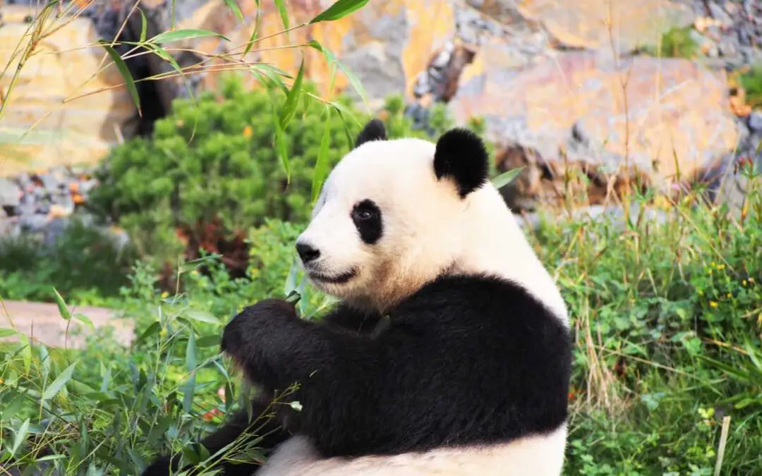 Panda and Bamboo, food for life