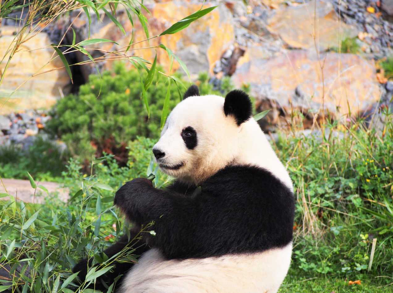 Panda and Bamboo, food for life