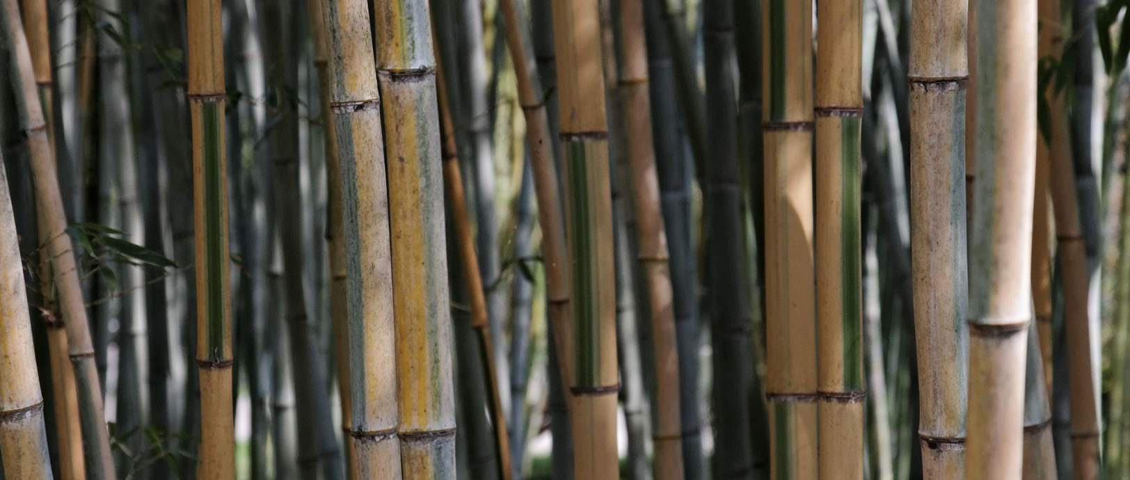 Phyllostachys species