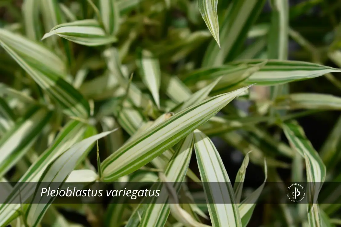 Pleioblastus variegatus bamboo species