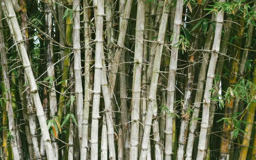 8 Most dangerous bamboo varieties to beware of