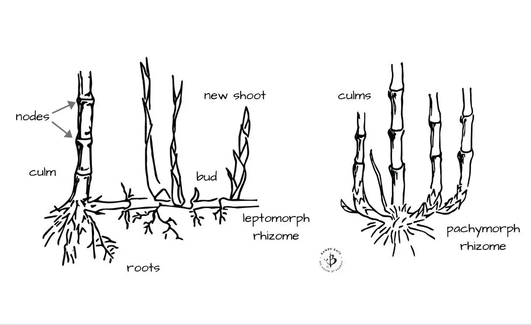 Bamboo Morphology: 9 Parts of the bamboo plant