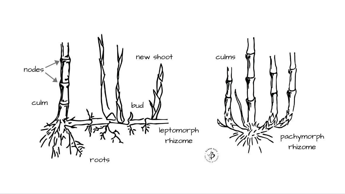 Bamboo anatomy roots rhizomes