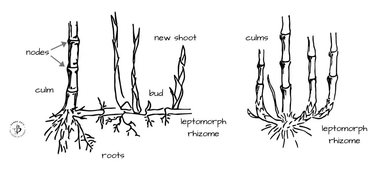 Bamboo anatomy