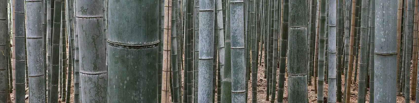 Bamboo forest banner