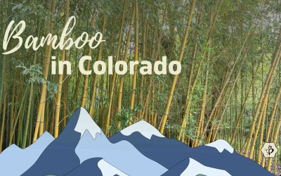 Growing bamboo in Colorado