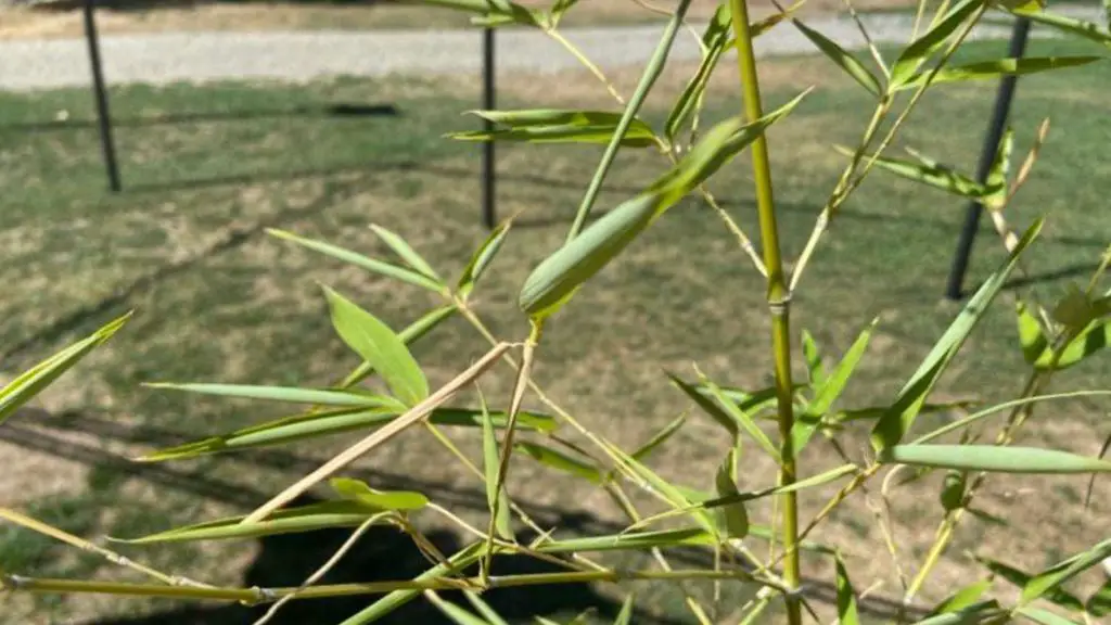 Bamboo leaf curl in need of water