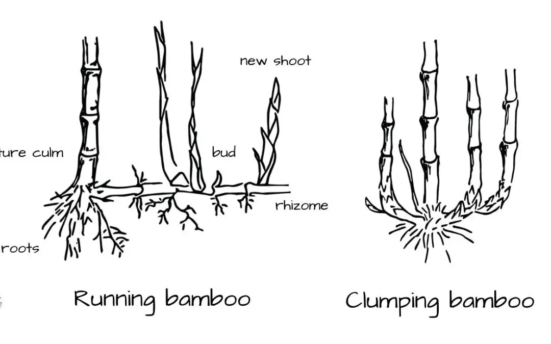 Bamboo rhizomes running vs clumping