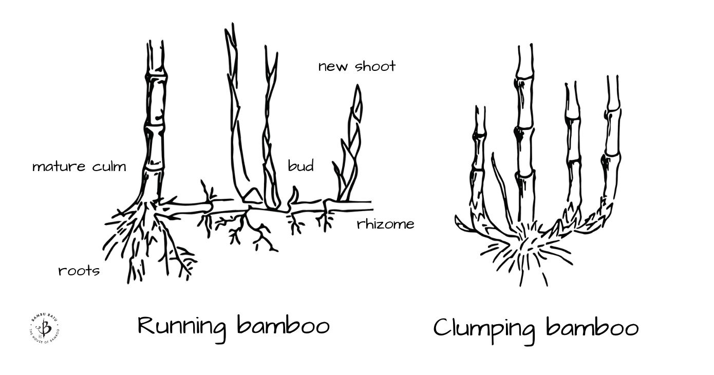 Bamboo rhizomes running vs clumping