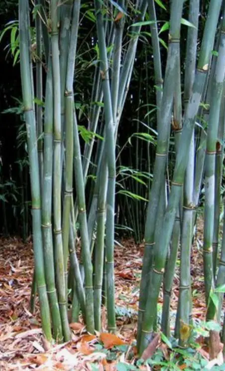 Bamboo story bashania fargesii