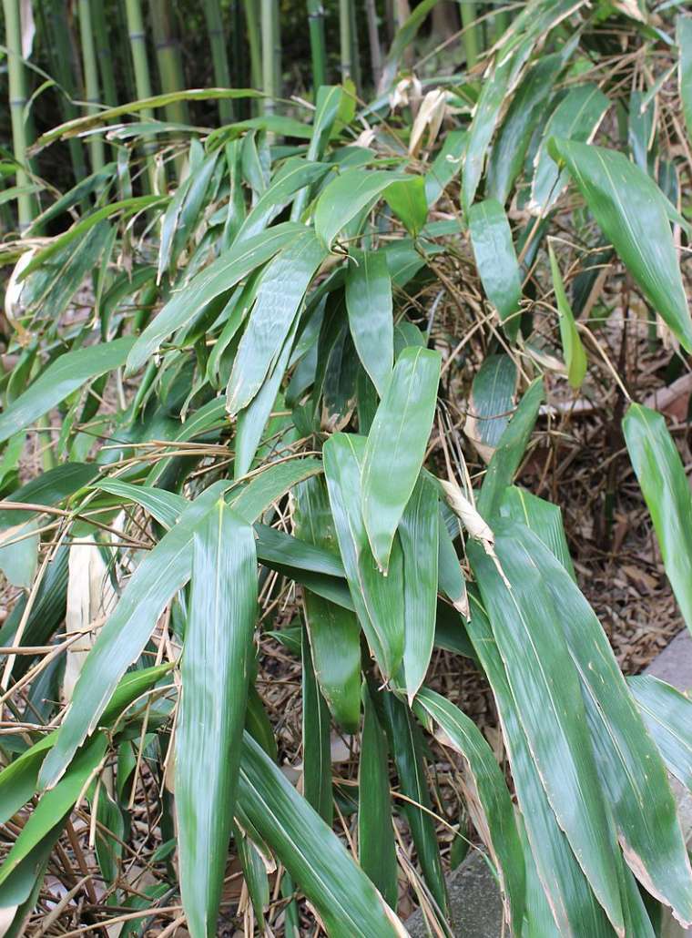 Bamboo story indocalamus tessellatus