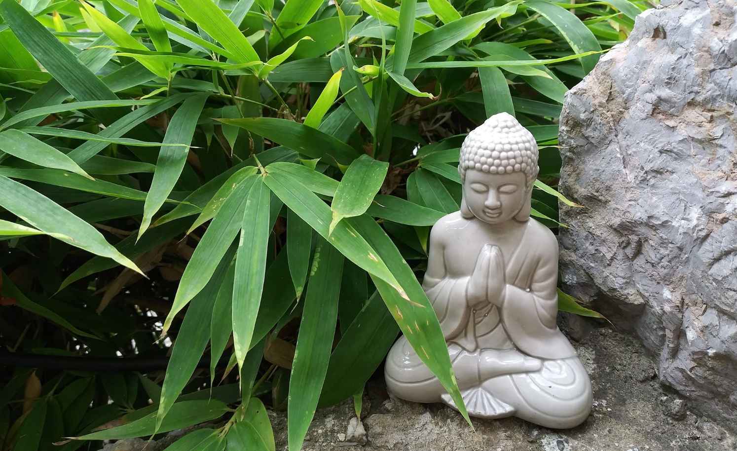 Buddha and Bamboo for good luck