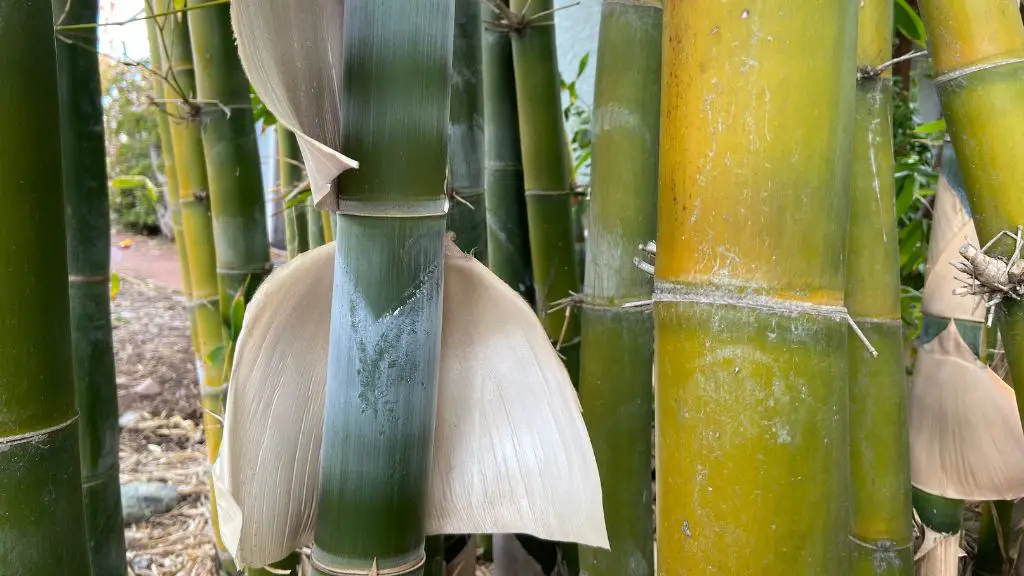 Culm sheath bambusa oldhamii
