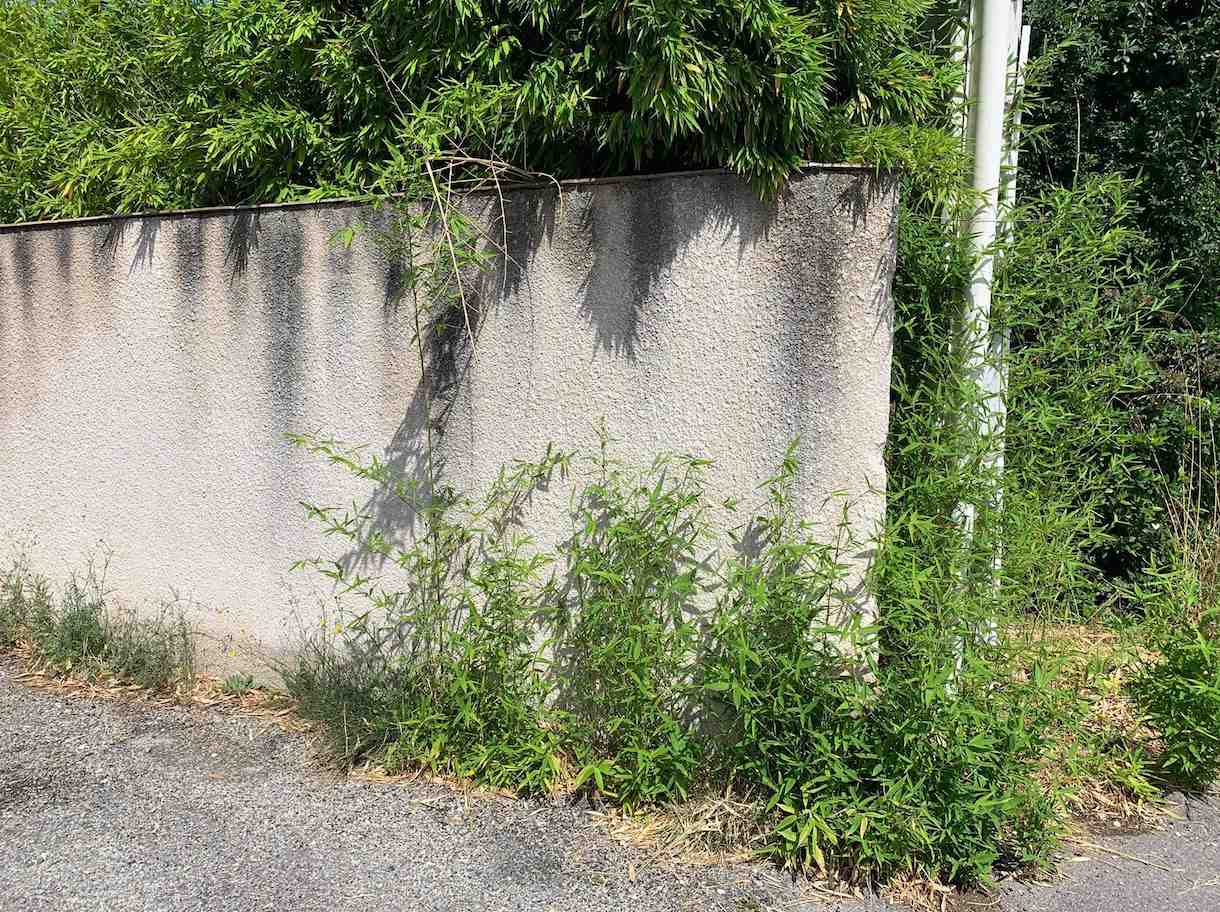 Golden Bamboo ignores boundaries