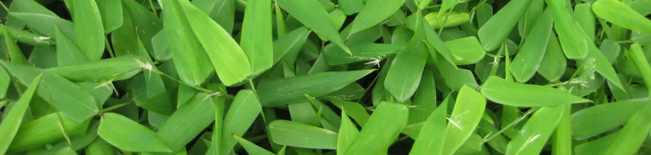 herbaceous bamboo banner