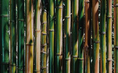 Several ways to treat bamboo for building