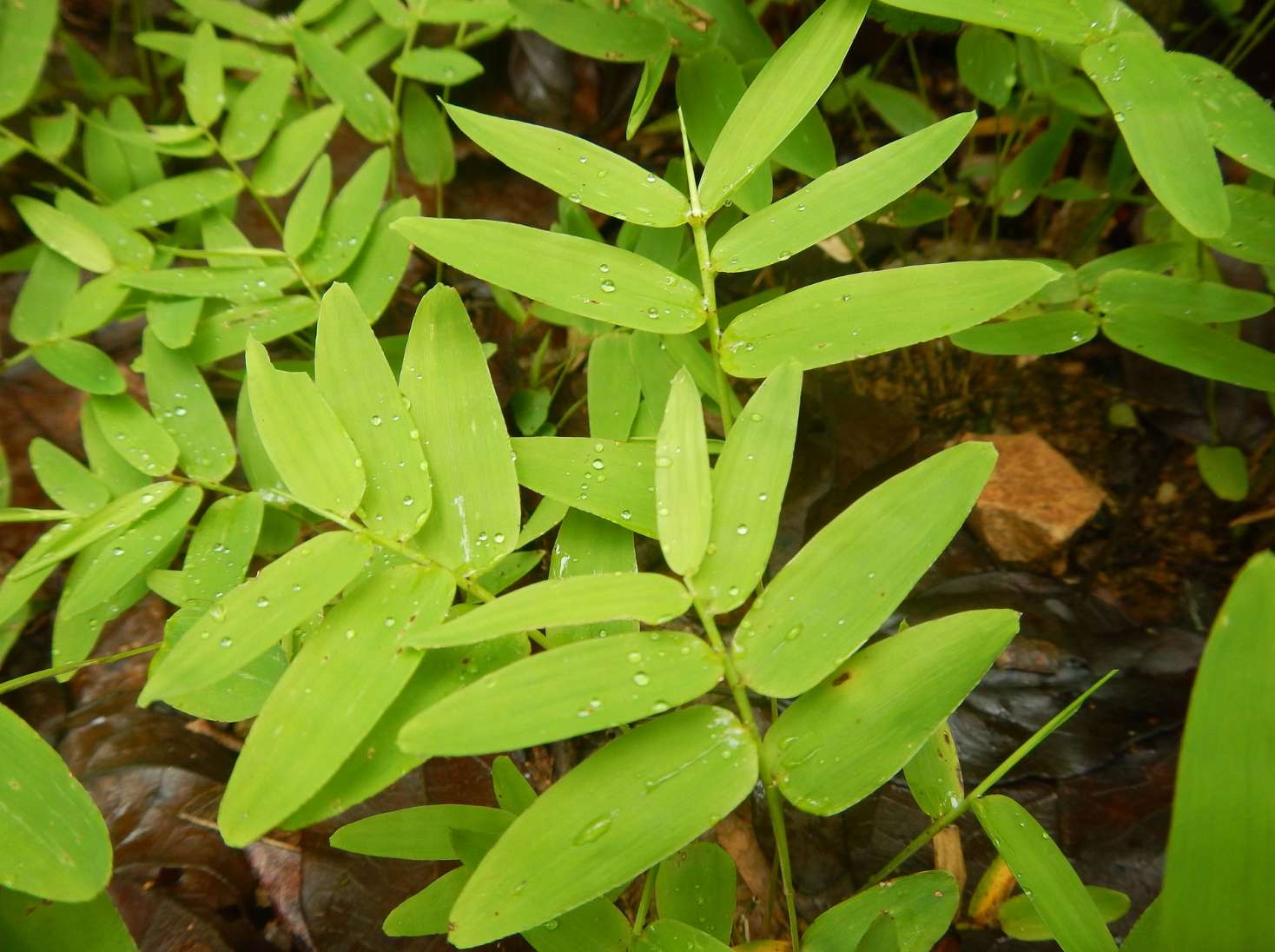 Olyreae Herbaceous Bamboo