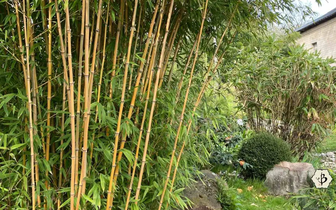 Phyllostachys aureosulcata cold hardy bamboo