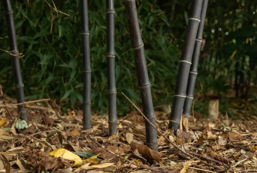 Preparing bamboo for winter