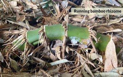 Best tips for bamboo containment and abatement