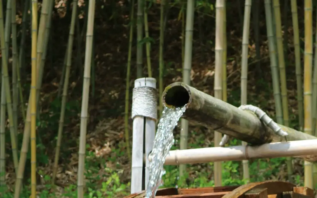Watering bamboo