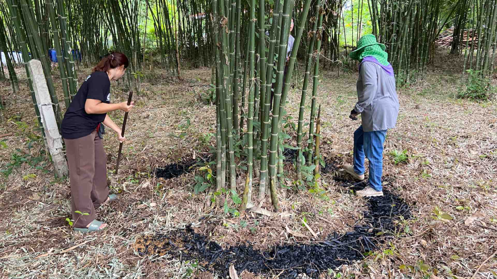 Applying bamboo biochar in Thailand