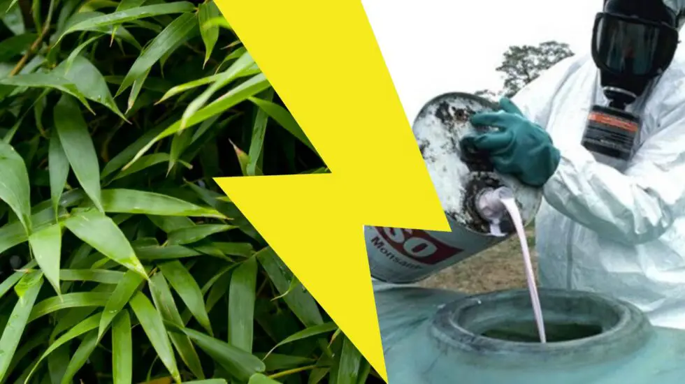 11 Reasons I like bamboo better than cotton Bambu Batu