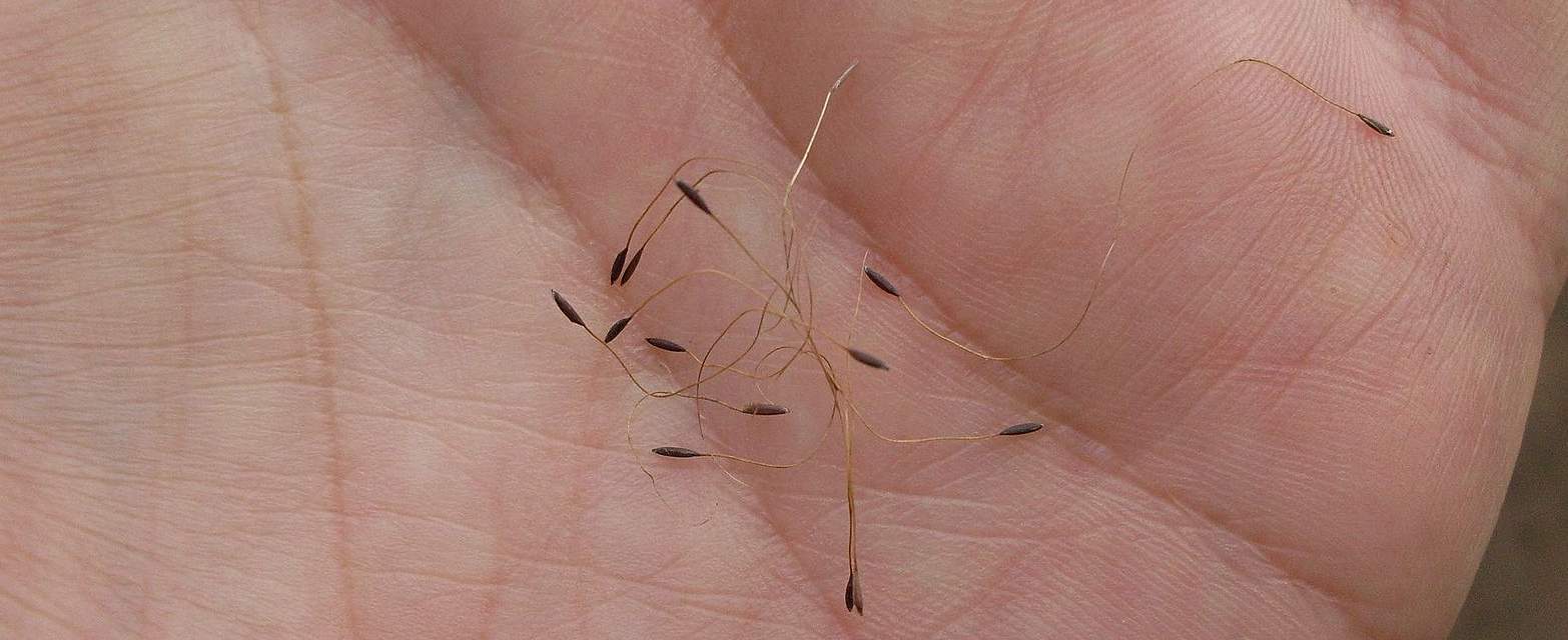 Bamboo seeds in hand