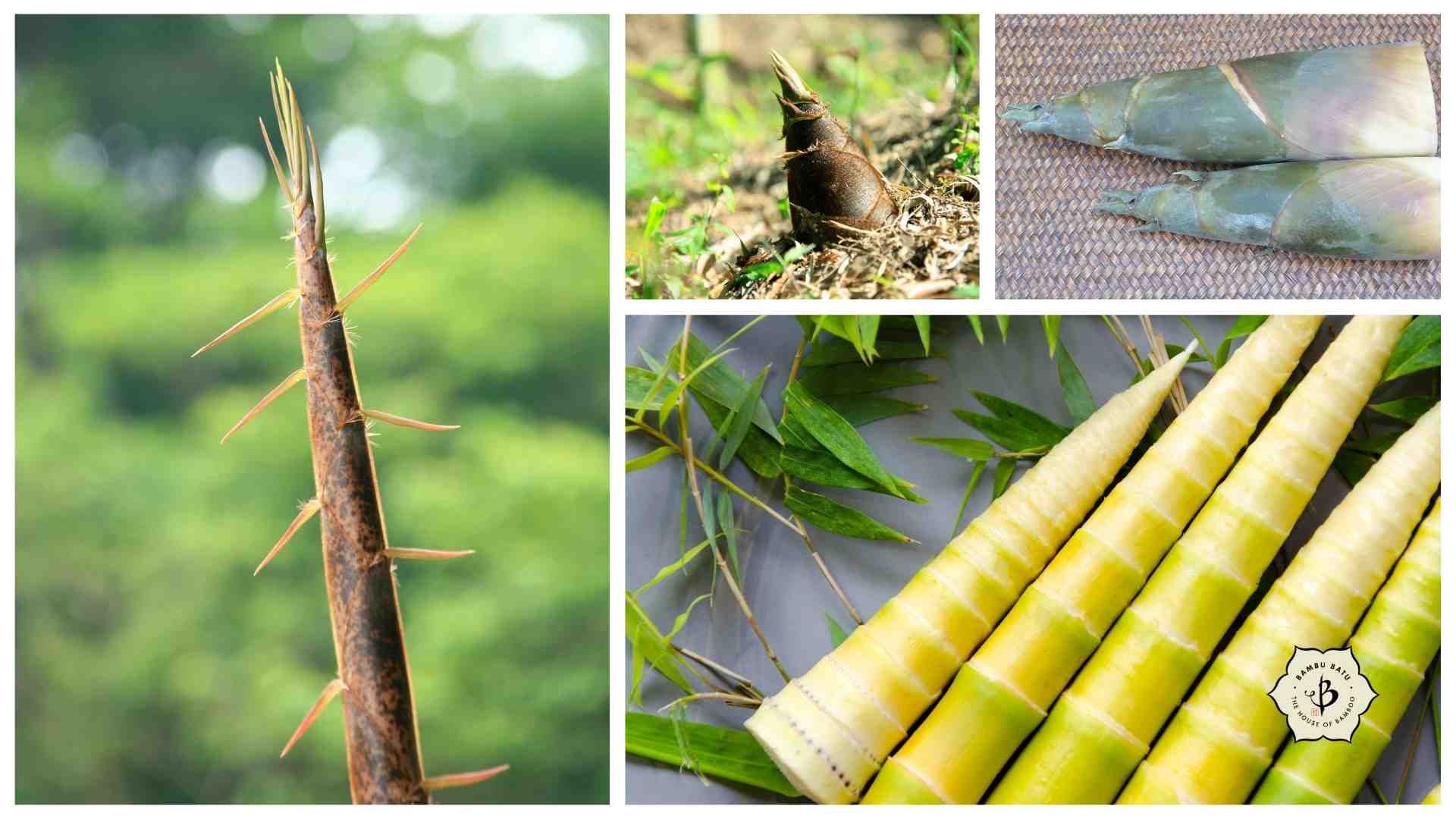 Growing bamboo for food 11 Edible Species Bambu Batu