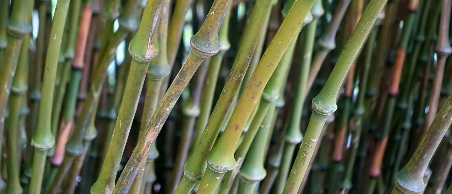 Chimonobambusa tumidinoda walking stick bamboo