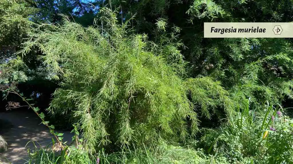 Fargesia murielae clumping bamboo