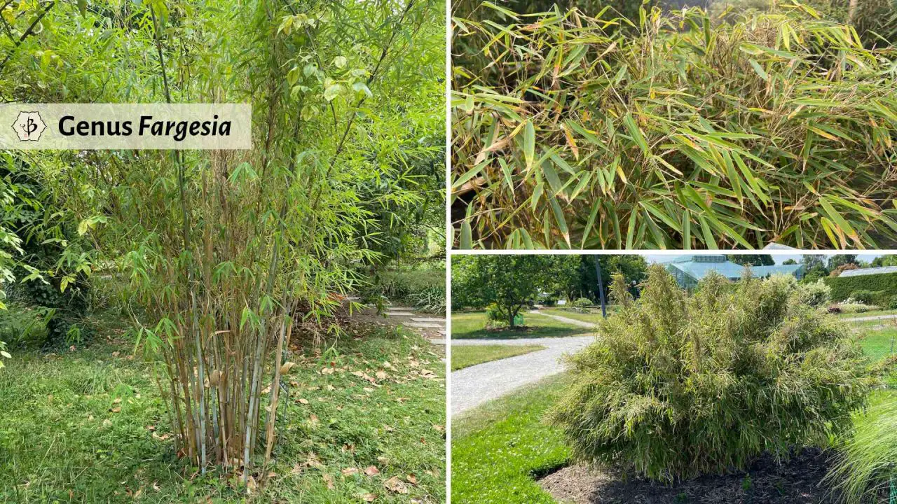 Genus Fargesia bamboo Europe Bambu Batu