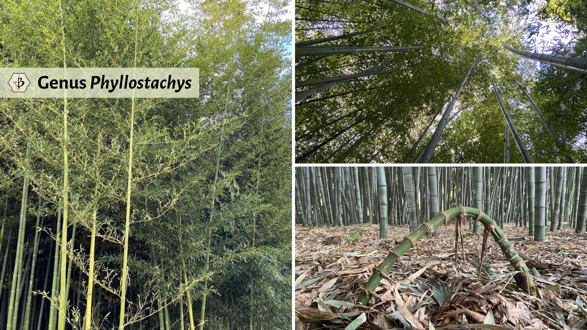 Genus Phyllostachys bamboo species